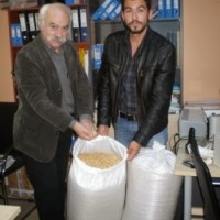 Επαναστατούν και αναβιώνουν την καλλιέργεια Ζέας!