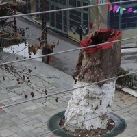 Ο Πλάτανος στην Κεντρική Πλατεία Σερβίων οπως… φαίνεται απο ψηλά!