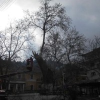 Κoπή επικίνδυνου Πλάτανου στην Κεντρική Πλατεία Σερβίων – Βίντεο