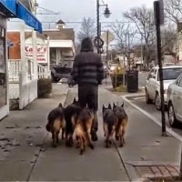 Απόλυτοι φύλακες! Βγάζει βόλτα 5 γερμανικά ποιμενικά χωρίς αλυσίδα και δείτε τι γίνεται!