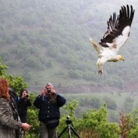 Κοζάνη: Προς την ελευθερία ξαναπέταξε σπάνιο είδος γύπα