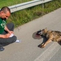 Νεκρός λύκος σε τροχαίο ατύχημα στο δρόμο Πτολεμαΐδας-Αμυνταίου