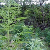 Τρίκορφο Γρεβενών: Το συνέλαβαν την ώρα που πότιζε την… φυτεία του!