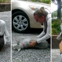 Σκυλάκι λιποθυμά από τη χαρά του βλέποντας την ιδιοκτήτριά του μετά από 2 χρόνια – Βίντεο