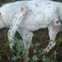 Νεκρά από φόλα σκυλιά στην περιοχή του Αγίου Αθανασίου στην Κοζάνη!