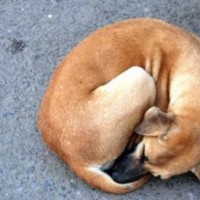 Στις Σέρρες η πρώτη φυλάκιση χωρίς αναστολή για κακοποίηση σκύλου στην Ελλάδα