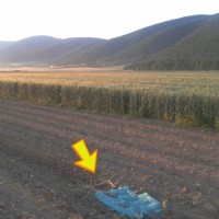 Δείτε πως και οι γεωργοί δηλητηριάζουν τα άγρια ζώα – Περιστατικό στην Άρδασσα Εορδαίας