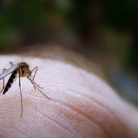 Επιδρομή κουνουπιών σε περιοχές της Κοζάνης – Που οφείλεται το μεγάλο πρόβλημα