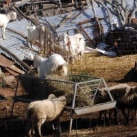 Το πρώτο επιβεβαιωμένο κρούσμα Καταρροϊκού Πυρετού του προβάτου σε περιοχή του Δήμου Βοΐου