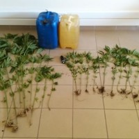 Συνελήφθη 44χρονος στην Αγία Παρασκευή Κοζάνης για καλλιέργεια κάνναβης