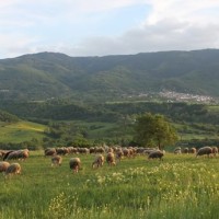 Συγκέντρωση διαμαρτυρίας στα γραφεία του ΟΠΕΚΕΠΕ από τους κτηνοτρόφους των Καμβουνίων και του Λιβαδερού την Τετάρτη 13 Αυγούστου