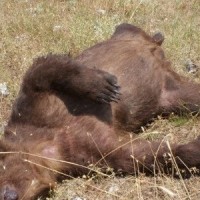 «Εκτελούν» αρκούδες στις Πρέσπες – Βρέθηκαν δύο νεκρές από σφαίρες