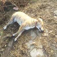 Δηλητηριασμένα ζώα βρέθηκαν στο Πνευματικό Κέντρο Πτολεμαΐδας