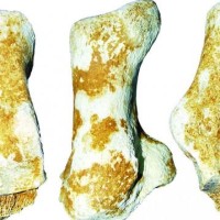 Γρεβενά: Βρέθηκε απολίθωμα γιγαντιαίας αρκούδας 3.000.000 ετών – Εντυπωσιάζει το μέγεθος της πτέρνας της