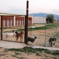 Καυγάς για τα αδέσποτα στην Πτολεμαΐδα