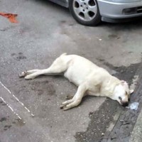 Καστοριά: Νεκρά από φόλες τέσσερα αδέσποτα σκυλιά στο κέντρο της πόλης!