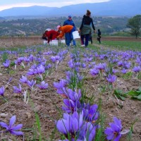 Η φωτογραφία της ημέρας: Η συγκομιδή του κρόκου στον Τσιαρτσιαμπά!