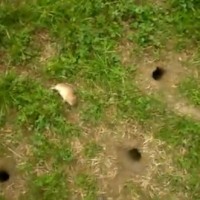 Βίντεο: Καταστροφές των καλλιεργειών από αρουραίους στη λεκάνη του Αμυνταίου