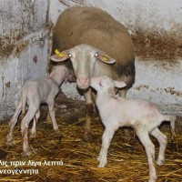 Περίοδος γέννας αρνιών σε κτηνοτροφική μονάδα της Ελάτης – Δείτε το βίντεο
