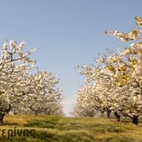 Ανοιξιάτικο βίντεο: Ανθισμένες κερασιές στη Ράχη της Κατερίνης!