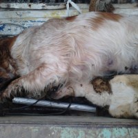 Τραγικός απολογισμός στην Πτολεμαΐδα με 18 νεκρά σκυλιά, 2 γάτες και 1 λαγό!