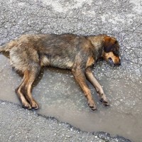 Γέμισε με φόλες η Πτολεμαΐδα! Πολλά νεκρά άτυχα ζώα από το πρωί σε όλη την πόλη – Δείτε φωτογραφίες