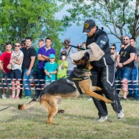 Η φωτογραφία της ημέρας του Γιώργου Σέγκα από το εντυπωσιακό show επίδειξης σκύλων στην Κοζάνη