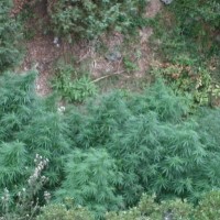 Εντοπίστηκε χασισοφυτεία στο Προσήλιο Κοζάνης! Κατασχέθηκαν 87 δενδρύλλια και έγιναν 2 συλλήψεις! Δείτε φωτογραφίες