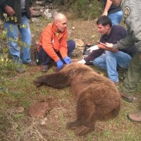 Μεγάλη επιχείρηση για εγκλωβισμένη αρκούδα κοντά στη Σιάτιστα! Δείτε τα βίντεο