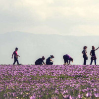 Σε πλήρη άνθιση ο «μωβ χρυσός» της Κοζάνης! Δείτε πανέμορφες φωτογραφίες