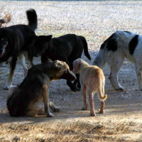 Ενημέρωση από το Δήμο Εορδαίας για το νόμο περί δεσποζόμενων και αδέσποτων ζώων
