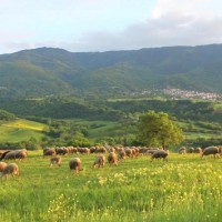 Ξύπνα Αλέξη… Ποίημα του Κώστα Ι. Γκαραβέλα από την Ελάτη