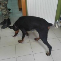 Πτολεμαΐδα: Επίθεση σκύλου σε μαθητή του 1ου Γυμνασίου μέσα στην αυλή του σχολείου! Δείτε το βίντεο