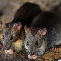 Επανεμφάνιση μεγαλόσωμων αρουραίων στην πόλη της Πτολεμαΐδας!