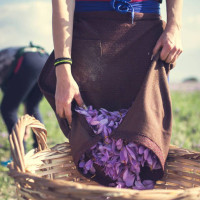 Κρόκος Κοζάνης: Η μωβ Ferrari που τρέχει με χίλια στην Ιταλία