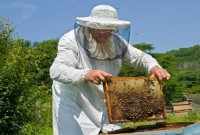 Ξεκίνησαν οι αιτήσεις για τις επιδοτούμενες δράσεις μελισσοκομίας 2026 στην Π.Ε. Κοζάνης