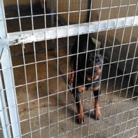Η Πανελλαδική Φιλοζωική και Περιβαλλοντική Ομοσπονδία για την υπόθεση με τα ροτβάιλερς στην Κοζάνη