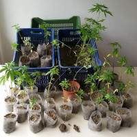 Κατασχέθηκαν 42 δενδρύλλια κάνναβης σε περιοχή της Πτολεμαΐδας – Έρευνες για τον εντοπισμό των δραστών