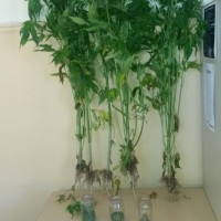 Σύλληψη 52χρονου σε περιοχή των Σερβίων για καλλιέργεια και κατοχή ναρκωτικών – Κατασχέθηκαν 5 δενδρύλλια κάνναβης