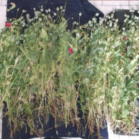 Δύο συλλήψεις στην Πτολεμαΐδα για ναρκωτικά: Κατασχέθηκαν 250 φυτά παπαρούνας!