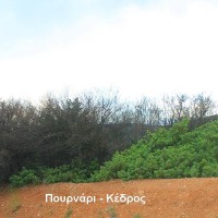 Κάμπιες κατατρώγουν το δάσος στο Φρούριο! Δείτε το βίντεο