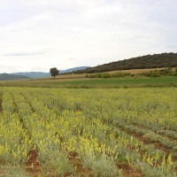 Ολοκληρώθηκε η συγκομιδή του βιολογικού τσαγιού στο Φρούριο – Ξεκινά η συγκομιδή της ρίγανης