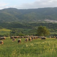 Χωρίς κτηνίατρο δυο χρόνια η περιοχή του δήμου Σερβίων-Βελβεντού – Αντιδρούν οι κτηνοτρόφοι