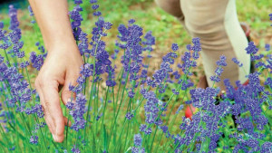 aromatika_fita234531