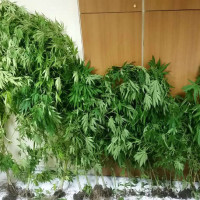 Βρέθηκαν και κατασχέθηκαν ακόμη 35 δενδρύλλια κάνναβης που καλλιεργούσε ο 51χρονος που συνελήφθη στην Πτολεμαΐδα