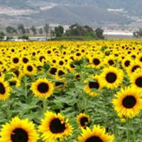 «Κιτρίνισε» ο κάμπος της Εορδαίας! Ο ηλίανθος αντικαθιστά το καλαμπόκι