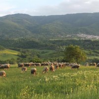 Επιστολή διαμαρτυρίας για την έλλειψη κτηνιάτρου από 123 κτηνοτρόφους των Καμβουνίων – Λιβαδερού