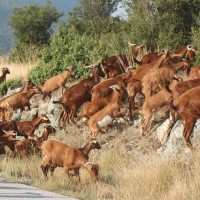 Παράδοση αιώνων η διατήρηση κοπαδιού από «ρούσα» γίδια, στην Ι. Μονή Οσίου Νικάνορα στη Ζάβορδα