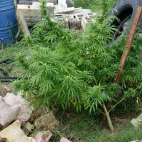 Σύλληψη 27χρονου στην Πτολεμαΐδα – Βρέθηκαν στο κτήμα του δενδρύλλια χασίς – Φωτογραφία