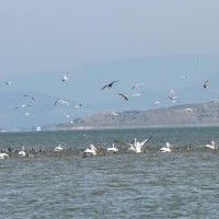 Βίντεο: O φτερωτός πλούτος της λίμνης Πολυφύτου, από το παρατηρητήριο της γέφυρας Ρυμνίου